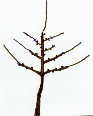 Image of 2nd year centre leader tree